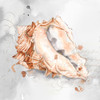 Blush Shell III Poster Print by Eva Watts - Item # VARPDXEW206A