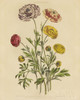 Herbal Botany XXII v2 Crop Poster Print by Wild Apple Portfolio - Item # VARPDX41664