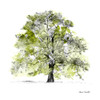 Tree with Green Leaves II Poster Print by Lanie Loreth - Item # VARPDX12822B