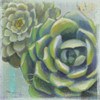 Succulents II Poster Print by Wellington Studio - Item # VARPDX22672