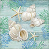 Clearwater Shells III Poster Print by Paul Brent - Item # VARPDXBNT1341