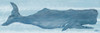 Blue Whale I Poster Print by Julie DeRice - Item # VARPDX10906E