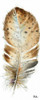 Watercolor Feather White III by Patricia Pinto - Item # VARPDX11051G