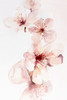 Watercolor Blossoms III Poster Print by PI Studio - Item # VARPDXPX353A