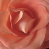 Coral Rose Close-Up II Poster Print by Monika Burkhart - Item # VARPDXPSBHT435 Coral Rose Close-Up II Poster Print by Monika Burkhart - Item # VARPDXPSBHT435