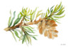 Fir Tree Branch and Cone Poster Print by Lanie Loreth - Item # VARPDX12812