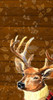 Deer Turtleneck in Fall Poster Print by Lanie Loreth - Item # VARPDX13056HB