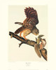 Barred Owl Poster Print by John James Audubon - Item # VARPDX132750