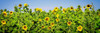 Sunny Sunflowers I Poster Print by Alan Hausenflock - Item # VARPDXPSHSF2292