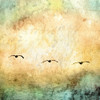 Seagulls in the Sky Square III Poster Print by Ynon Mabat - Item # VARPDX10679A