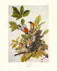 American Robin Poster Print by John James Audubon - Item # VARPDX132783