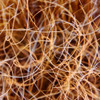 Zion Grass Poster Print by Jan Bell