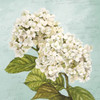 Hydrangeas III Poster Print by Dellal Remy - Item # VARPDX1DE4452