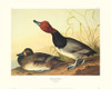 Red-Headed Duck Poster Print by John James Audubon - Item # VARPDX132785