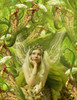 Fairy 22 Poster Print by Babette - Item # VARPDX11092