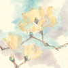 Magnolias in White I Poster Print by Chris Paschke - Item # VARPDX45476