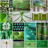 Forest Green Collage Poster Print by Gail Peck - Item # VARPDX11105W