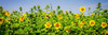 Sunny Sunflowers II Poster Print by Alan Hausenflock - Item # VARPDXPSHSF2293