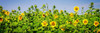 Sunny Sunflowers II Poster Print by Alan Hausenflock - Item # VARPDXPSHSF2293