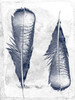 Feather Duo Poster Print by Sheldon Lewis - Item # VARPDXSLBRC221B