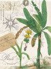 Palm Rectangle 2 Poster Print by Elizabeth Jordan - Item # VARPDXTRRC130B