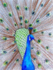 Peacock King Poster Print by Pam Varacek - Item # VARPDXPVRC048A