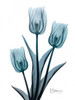 Midnight Sky Tulip Trio 2 Poster Print by Albert Koetsier - Item # VARPDXAK8RC038B