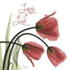 Laugh Out Loud Tulips L83 Poster Print by Albert Koetsier - Item # VARPDXAK5SQ138B3
