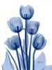 Indigo Spring Tulips 2 Poster Print by Albert Koetsier - Item # VARPDXAK8RC028B