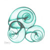 Shamrock Sky Snails 2 Poster Print by Albert Koetsier - Item # VARPDXAK8SQ038G2