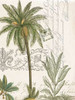 Palm Rectangle 1 Poster Print by Elizabeth Jordan - Item # VARPDXTRRC130A