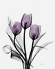 Three Purple Tulips H14 Poster Print by Albert Koetsier - Item # VARPDXAK5RC009B