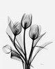 Three Gray Tulips H14 Poster Print by Albert Koetsier - Item # VARPDXAK5RC009C