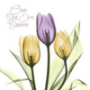 Purple Sunshine Tulips Poster Print by Albert Koetsier - Item # VARPDXAK5SQ099D2