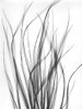 Grass 2 Poster Print by Albert Koetsier - Item # VARPDXAKRC587B
