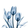 Tulips Indigo Poster Print by Albert Koetsier