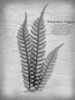 Vintage Fern 1 Poster Print by Albert Koetsier # AK8RC089A