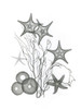Starfish Poster Print by Albert Koetsier
