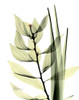 Leaf Composition Poster Print by Albert Koetsier - Item # VARPDXAKRC578A