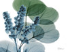 Lilly of Eucalyptus Poster Print by Albert Koetsier - Item # VARPDXAK7RC041A