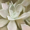 Newspaper Succulent 1 Poster Print by Allen Kimberly - Item # VARPDXKASQ707A