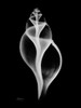 Tulip Shell Poster Print by Albert Koetsier - Item # VARPDXAKRC375