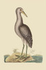 Brown Bittern.  High quality vintage art reproduction by Buyenlarge.  One of many rare and wonderful images brought forward in time.  I hope they bring you pleasure each and every time you look at them. Poster Print by Catesby Catesby - Item # VARBLL