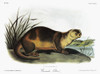 Audubon: Otter. /Nnorth American, Or Canadian, Or Northern, River Otter (Lontra Canadensis, Formerly Lutra Canadensis). Lithograph C1854, After A Painting By John Woodhouse Audubon For John James Audubon'S 'Viviparous Quadrupeds Of North America.' Po