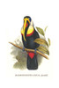 Ramphastos tucanus inca.  High quality vintage art reproduction by Buyenlarge.  One of many rare and wonderful images brought forward in time.  I hope they bring you pleasure each and every time you look at them. Poster Print by John  Gould - Item #