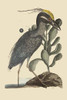 Crested Bittern.  High quality vintage art reproduction by Buyenlarge.  One of many rare and wonderful images brought forward in time.  I hope they bring you pleasure each and every time you look at them. Poster Print by Catesby Catesby - Item # VARB