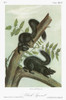 Audubon: Squirrel. /Nblack Squirrel, A Color Phase Of The Eastern Gray Squirrel (Sciurus Carolinensis). Lithograph, C1849, After A Painting By John James Audubon For His 'Viviparous Quadrupeds Of North America.' Poster Print by Granger Collection - I