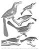 American Ornithology. /N1. Brown Thrush 2. Golden-Crowned Thrush 3. Cat Bird 4. Bay-Breasted Warbler 5. Chestnut-Sided Warbler 6. Mourning Warbler. Line Engraving From Alexander Wilson'S 'American Ornithology,' 1808-1814. Poster Print by Granger Coll