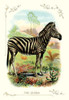 Zebra in the hills.  High quality vintage art reproduction by Buyenlarge.  One of many rare and wonderful images brought forward in time.  I hope they bring you pleasure each and every time you look at them. Poster Print by unknown - Item # VARBLL058
