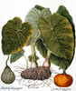 Gourd, Taro, & Pumpkin. /Ngourd (Cucurbitaceae Family), Taro Or Dasheen (Colocasia Esculenta), And Pumpkin (Cucurbita Pepo): Engraving For Basilius Besler'S "Florilegium", Published At Nuremberg In 1613. Poster Print by Granger Collection - Item # VA